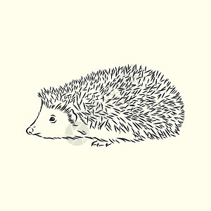 在白色背景上孤立的刺猬素描动物荒野草图铅笔野生动物宠物森林雕刻艺术涂鸦背景图片
