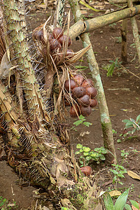 棕榈树上的一串热带 Salak 水果 有锋利的长刺和几米长的叶子 果实成簇生长在手掌根部 蛇果因红褐色鳞状皮肤种子情调美食异国花背景图片