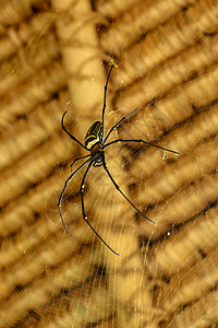 或金色圆网蜘蛛的正面图 巨型香蕉蜘蛛正在网上等待他的猎物 蜘蛛宏观特写镜头在狂放的亚洲巴厘岛的 来自东南亚的大型彩色蜘蛛花园橙子背景
