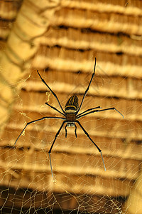 或金色圆网蜘蛛的正面图 巨型香蕉蜘蛛正在网上等待他的猎物 蜘蛛宏观特写镜头在狂放的亚洲巴厘岛的 来自东南亚的大型彩色蜘蛛橙子食肉背景