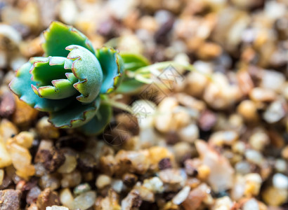 小碎石Kalanchoe秋天的小芽 和在碎石上发芽植物群生长婴儿植物土壤绿色叶子花园树叶树苗背景