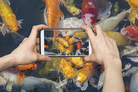 在手机智能手机上拍照 色彩多彩的花哨鱼高清图片