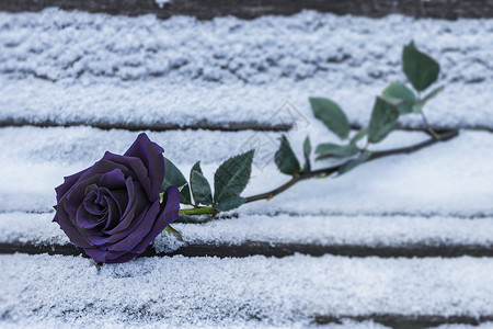 在寒冷的冬天 一朵黑玫瑰躺在雪地里的长凳上 冬天的黑玫瑰是分离和悲伤的象征背景图片