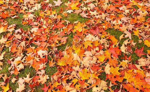 秋叶的明亮颜色从液体琥珀树上掉下来高清图片
