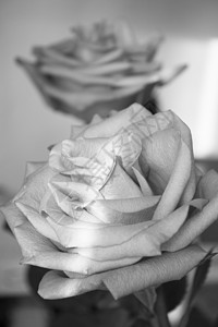 黑色背景上的丁香玫瑰作品明信片婚礼装饰花朵粉色艺术植物瓶子紫色背景图片