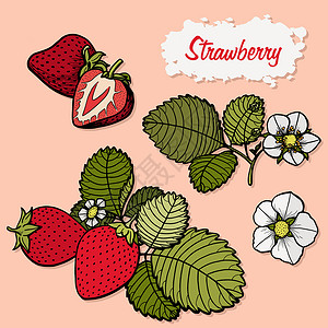 手绘手捧草莓草莓矢量绘图集 单手绘制草图浆果涂鸦团体收成插图手绘植物艺术水果背景