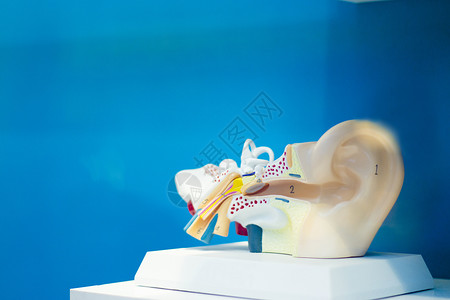 人耳解剖砧骨软骨解剖学鼓膜器官图表科学耳蜗前庭神经背景