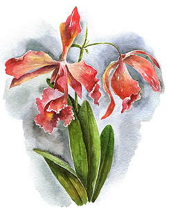 水彩兰花花热带插图花园手绘问候语树叶粉色花瓣植物学红色背景