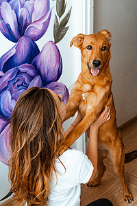 拿着画笔狗艺术家 设计师 宠物 年轻的女艺术家在室内的墙上作画 和狗一起工作和玩耍 宠物疗法 室内设计 创作过程爱好动物画架艺术品调色板热背景