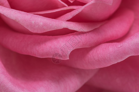 粉红花瓣背景白色丝绸粉色背景图片