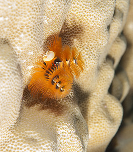 珊瑚礁上的圣诞树蠕虫高清图片