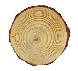 木横截面孤立的木头高清图片