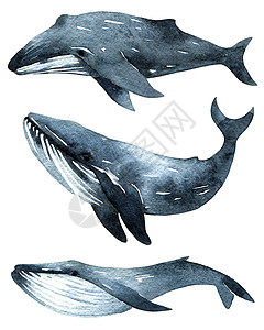 海豚水彩鲸鱼水彩色插图绘画水彩荒野海洋草图蓝色游泳海上生活艺术背景