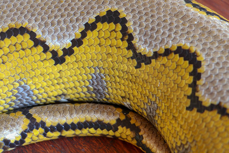 一条大裂缝蛇白化网纹蟒  Python 蛇黄色躺在木桌上 大蟒蛇丽君或皇家蟒蛇的特写是一条大型无毒蛇 图案 Boa 蛇皮抽象纹理宠物爬虫学雨背景