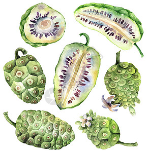 诺丽果诺尼果果插图裁剪热带植物水果植物群艺术种子绿色草图收藏背景