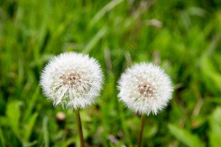 蒲公英钟季节吹球白色高清图片