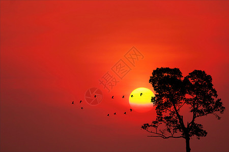 太阳落日后 月光鸟飞回家 树在天上假期天空海浪海洋戏剧性旅行蓝色热带墙纸天气背景图片