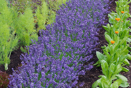 有圆白菜植物的整洁的菜园饮食田园花园叶子营养园艺食物收成紫色生长背景图片