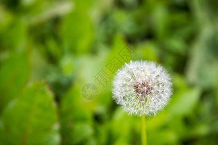 种子白色夏天背景高清图片