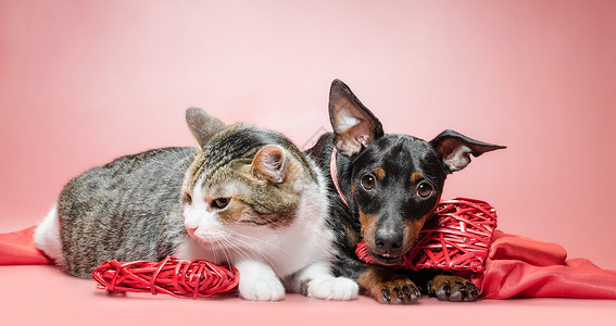 养小狗和有情人节日装饰的猫毛皮动物猫咪风格宠物犬类猫科动物织物友谊朋友们背景
