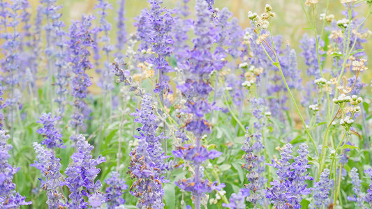 紫色博览会背景美丽的紫罗兰花和草地上的青绿花朵 在草原上季节智者丹参植物院子草本植物栅栏植物学背景房子背景