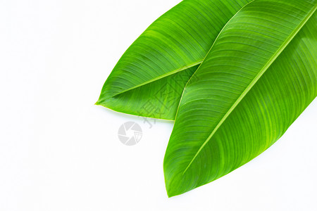 蕉叶铺底白色背景上的蝎尾蕉叶植物墙纸生长菜肴生活热带叶子食物生态膳食背景