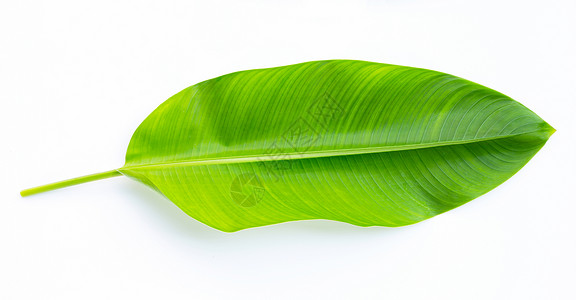 蕉叶铺底白色背景上的蝎尾蕉叶墙纸植物菜肴叶子生态热带食物生长生活膳食背景