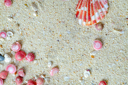 蜗牛贝壳粉色纽扣和扇贝壳背景