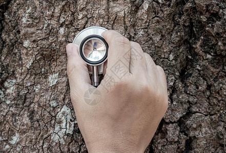 保持环境卫生握着听诊器来探究树干的性质的手贴紧了手指时间环境卫生女士医生手表白色保健森林背景
