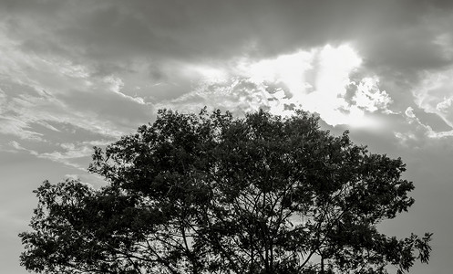 树剪影黑色灰色天空背景的大树的轮廓背景