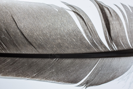 高放大度的鸽羽毛苍蝇鸟类花丝鸟羽翅膀鸽羽灰色背景图片
