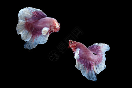 粉色鱼两个跳舞的粉红白色大耳朵半月半月 被黑背景隔离的白斑鱼照片宏观行动连体男性运动游泳动物摄影耳朵背景