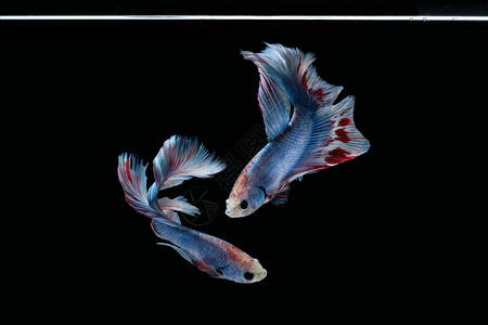 两支舞 蓝大理石半月半月半月的金鱼 在黑色背景下被隔离运动艺术彩虹动物游泳芨芨草奢华摄影照片灰色背景图片