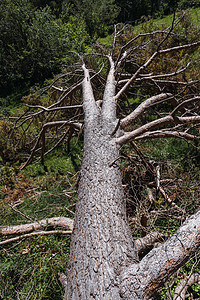 中比利牛斯树被葛洛莉亚暴风雨落下背景