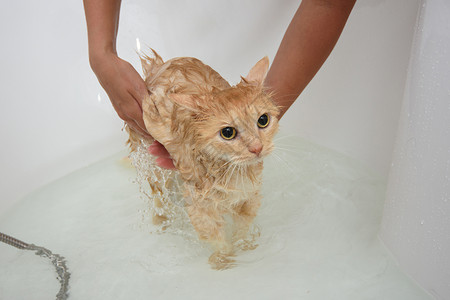 老兵女主人帮家猫洗澡 猫站在水里一个宽敞的浴缸里背景