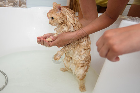 这只猫站在后腿上 在浴室里洗澡高清图片