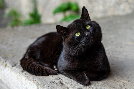 黑猫眼睛绿眼大黑猫在沥青上猫科眼睛哺乳动物毛皮宠物小猫动物绿色孤独街道背景