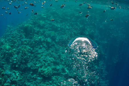 在蓝色 se 中培养水下气泡活力运动液体阳光反射游泳生活勘探海洋射线背景图片