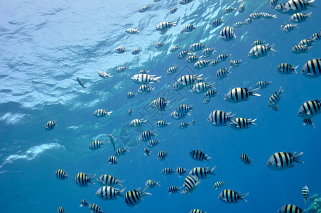 大海附近的红海 有许多小马本里达鱼高清图片