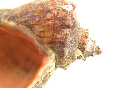海壳宏观视图纹理热带贝壳螺旋白色生物海洋生活动物化石背景图片
