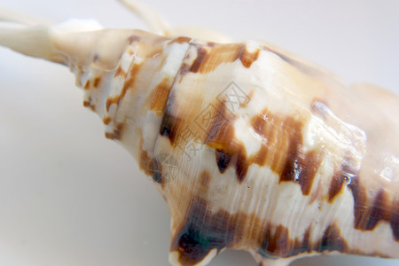 海壳宏观视图纹理生活动物化石螺旋热带贝壳海洋白色生物背景图片