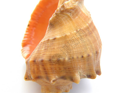 海壳宏观视图纹理热带白色动物生活化石生物螺旋贝壳海洋背景图片