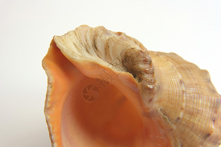 海壳宏观视图纹理海洋热带贝壳动物化石生活生物白色螺旋背景图片