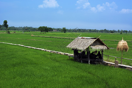 稻田的棚户和木制小屋显示了亚洲的道路高清图片