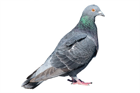 灰色鸽子白背景的鸽子被隔离在白色背景上 Grey dove 身体肖像 wi背景