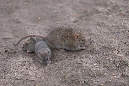 老鼠尾巴一家三口的棕色大鼠 母亲和两个孩子 在潮湿泥土中觅食背景