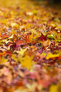 黄色 橙色自闭叶子 季节背景暖色树叶落叶地面画幅季节性橙子背景图片