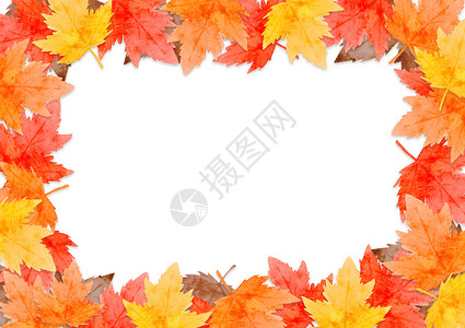 红色框架红色叶子框架在秋天概念隔绝在白色背景 平面布局 viewcopy 空间收成环境森林绘画植物橙子插图水彩问候祝福背景
