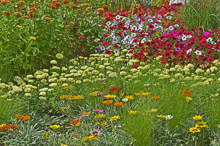 展示混合Petunias和加沙的多彩花朵边框红色牵牛花黄色花园橙子粉色白色水平背景图片