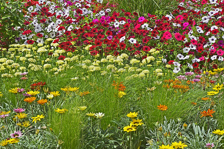 展示混合Petunias和加沙的多彩花朵边框黄色红色花园水平粉色橙子牵牛花白色背景图片